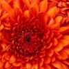 sugahhoney7